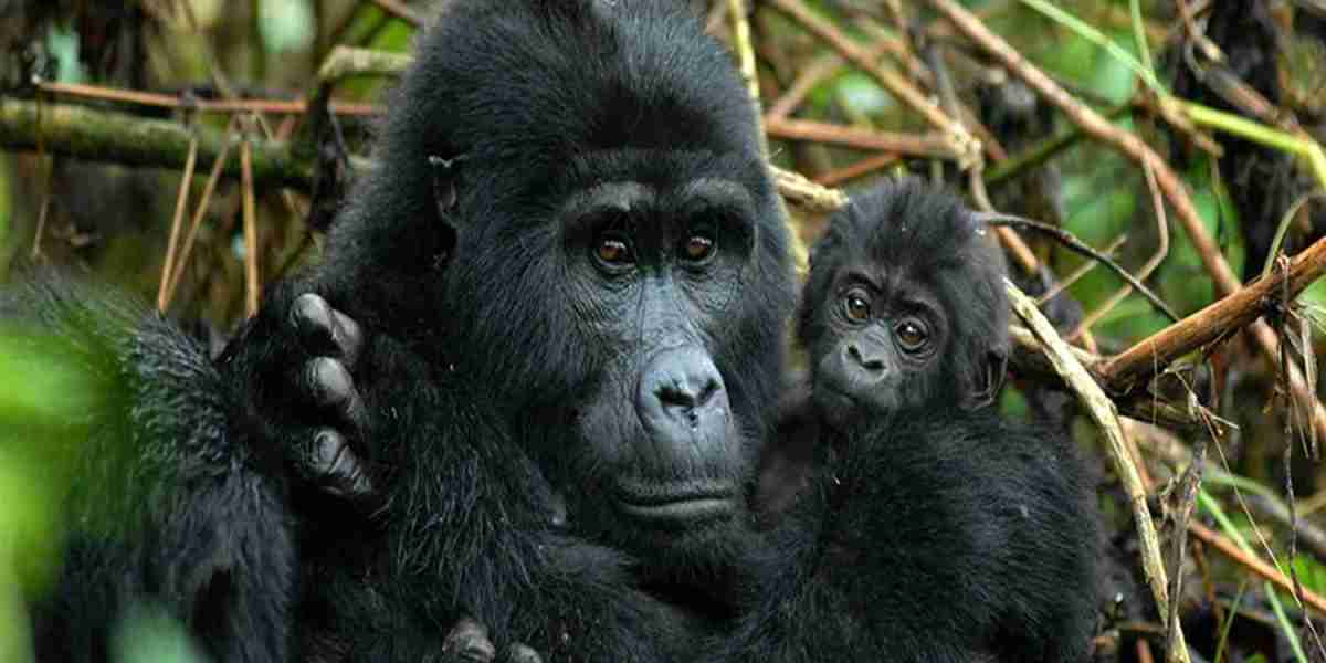 5-Day Gorillas Chimpanzees and Wildlife Safari in Uganda