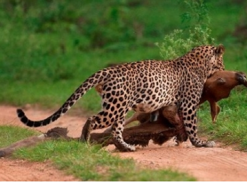 If A Jaguar in a Commensalism Relationship With a Leopard