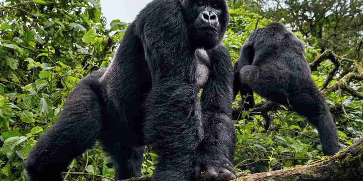 4-Day Gorillas and Golden Monkeys Safari