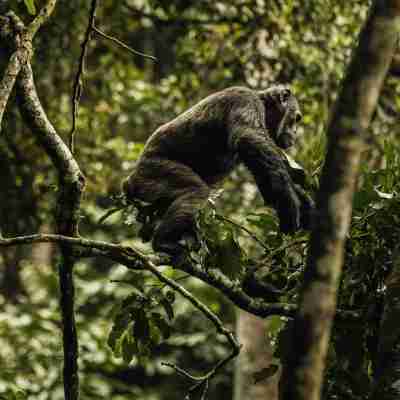 3 Day Rwanda Safari with Chimpanzee Trekking and Canopy Walk Profile Picture