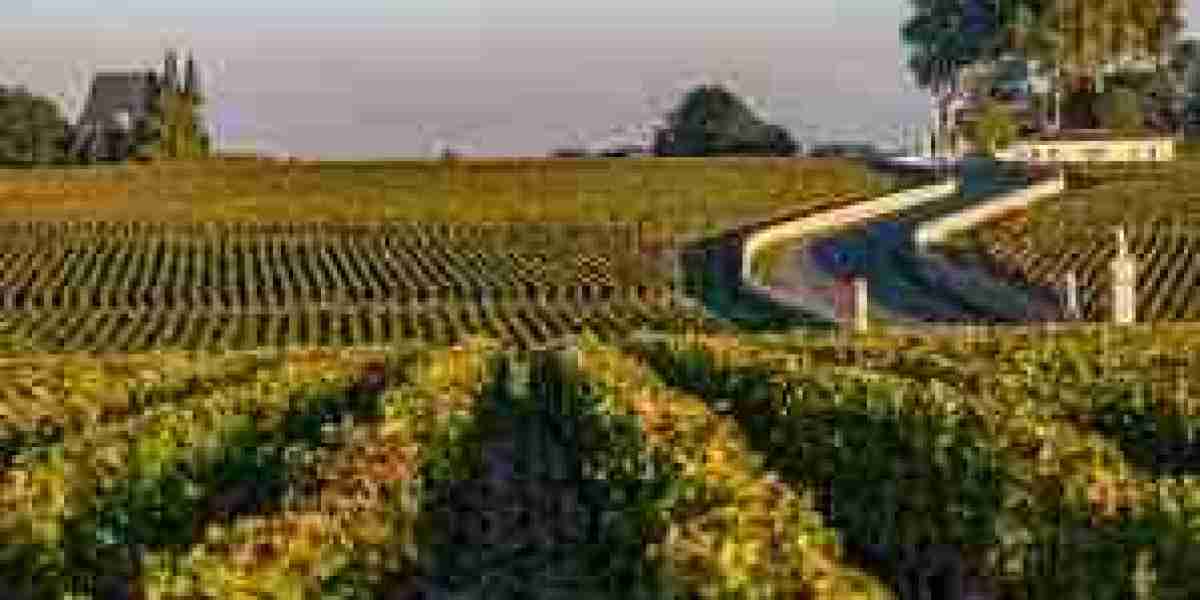 Tours in Bordeaux by Bike: Scenic Cycling Tours Through Vineyards and Cityscapes