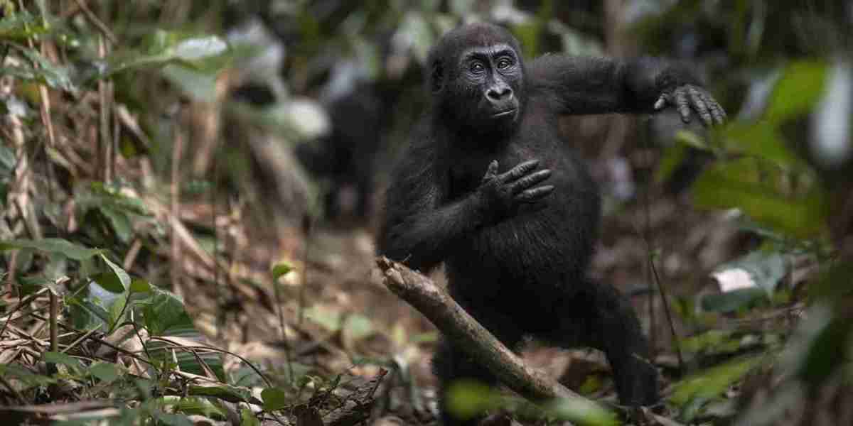 6-Day Experience Rwanda and Bwindi