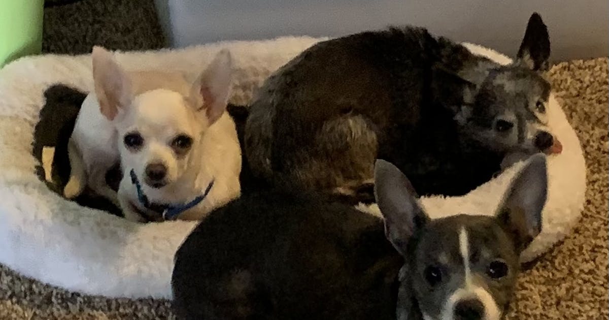 The Joys of Adopting a Chihuahua in Alabama: A Companion for Every Home