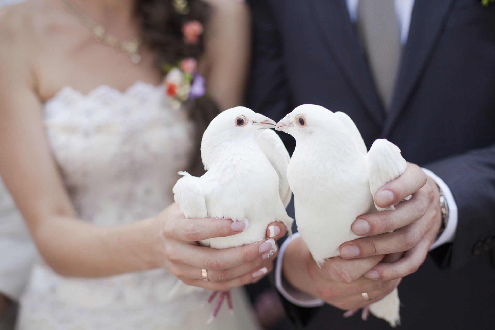 wedding - njdoves