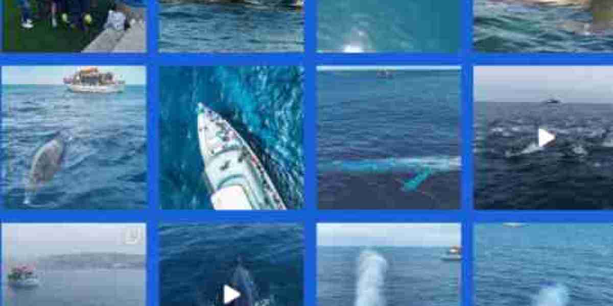 Investigating the Marvels of Whale Watching in California: Private Tours and Focal Encounters!