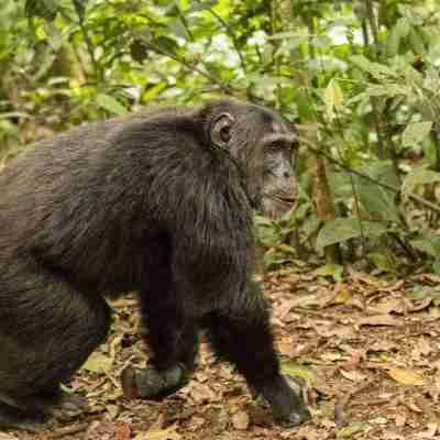 5-Day Safari to Rwanda with Chimp Trekking and Lake Kivu Relaxation Profile Picture