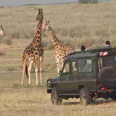 3 Day Rwanda Safari with Akagera Wildlife and Boat Cruise Profile Picture