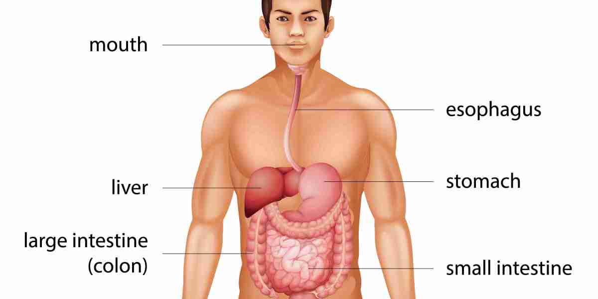 How to Maintain a Healthy Digestive System: Practical Tips