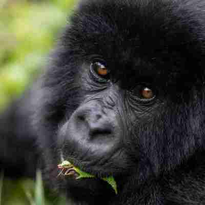 4 Day Best of Gorilla Tracking Rwanda Profile Picture