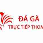 Đá Gà Trực Tiếp Thomo Hôm Nay