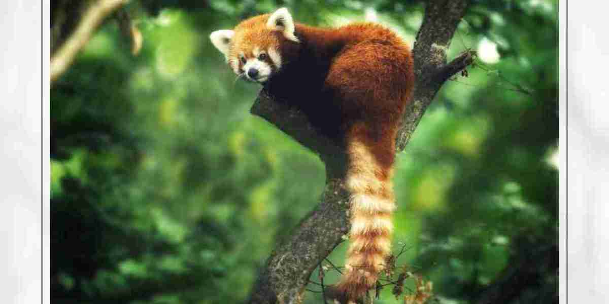 Explore the Majestic Red Panda: A Complete Guide to Red Panda Tours with Sundarban Wildlife Tourism