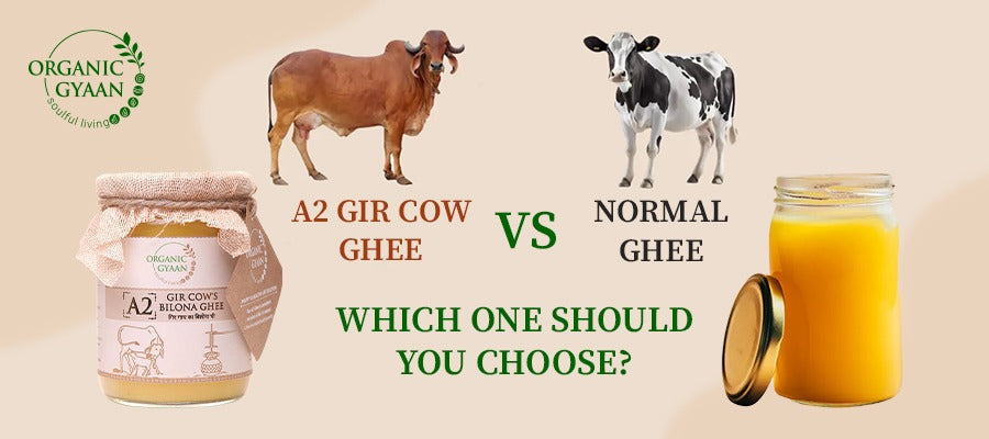 A2 Gir Cow Ghee vs Normal Ghee: Which is Better? – Organic Gyaan