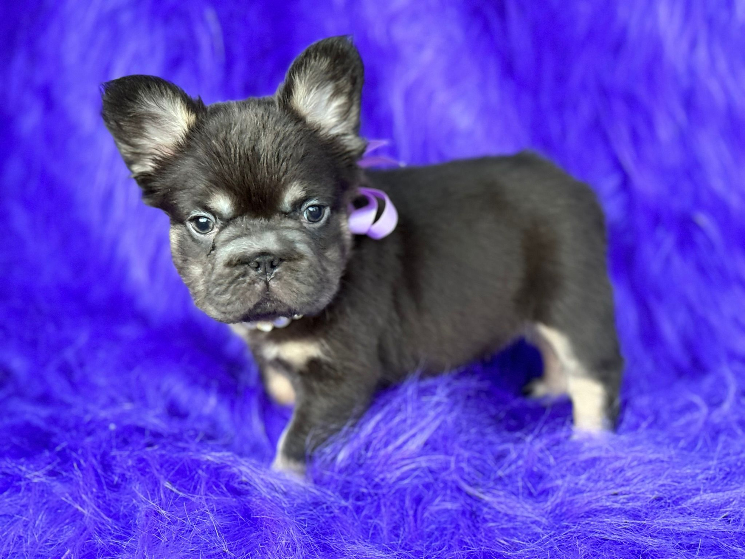 Hot Stuff Frenchies | French Bulldog puppies for sale