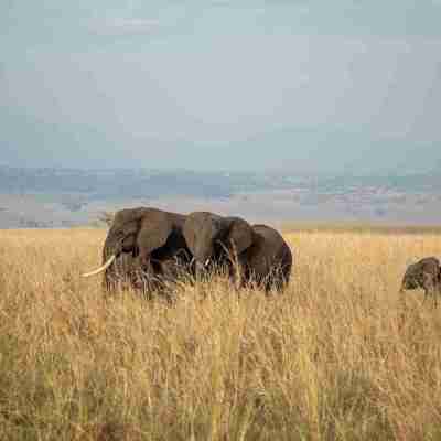 3-Day Uganda Safari to Kidepo Valley National Park Profile Picture