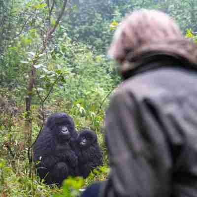 4 Day Best of Gorilla Tracking Rwanda Profile Picture