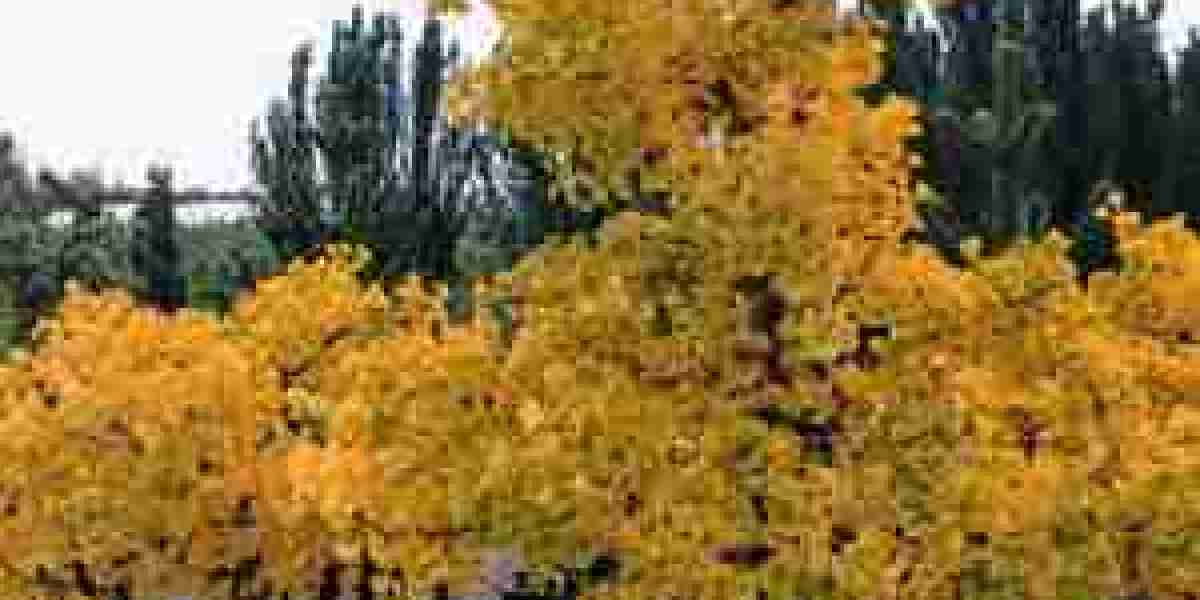 Buy Ginkgo Biloba: Enhance Your Garden with a Resilient Icon