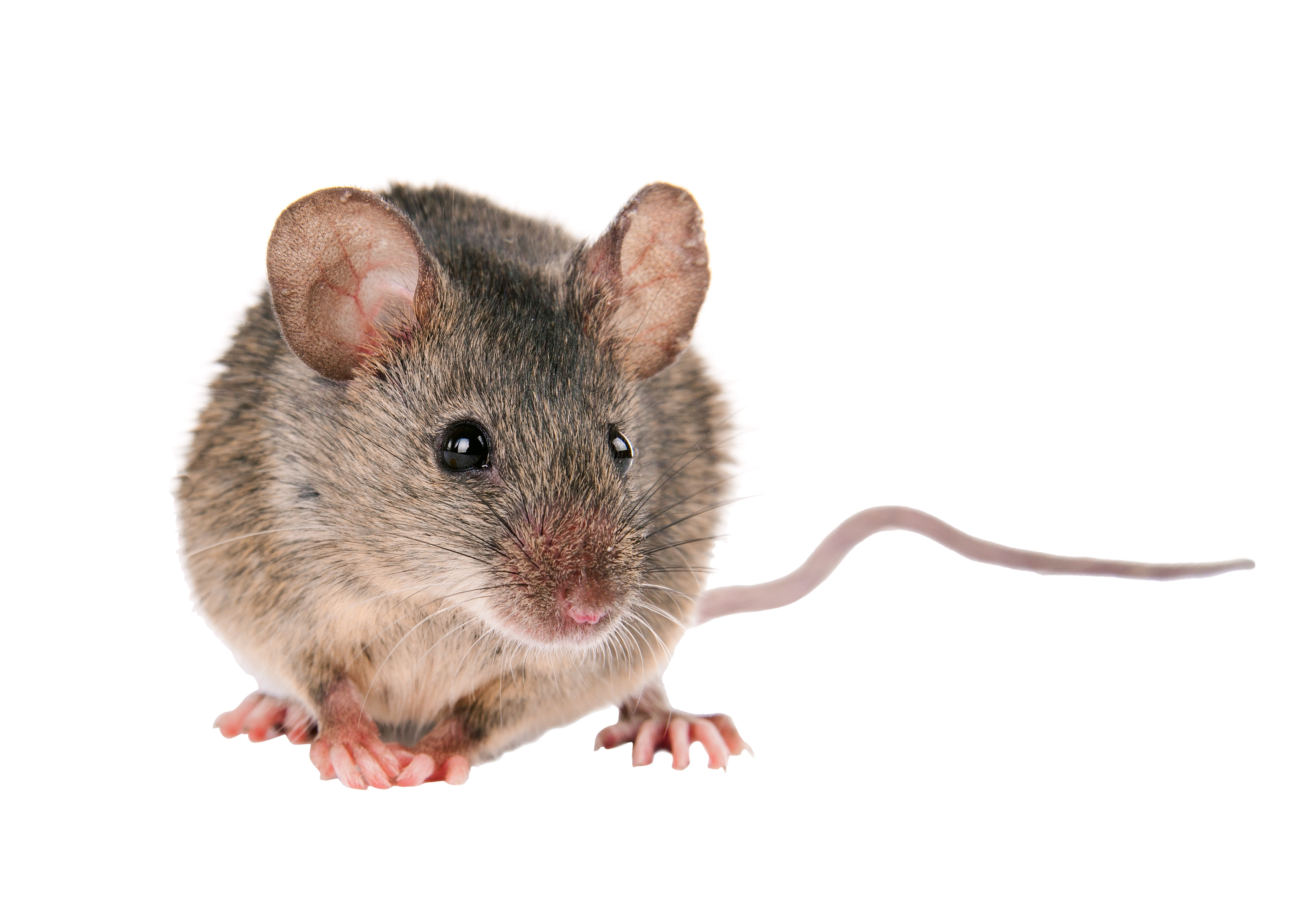 Extermination de Souris | professionnels Débarrassez-vous de souris