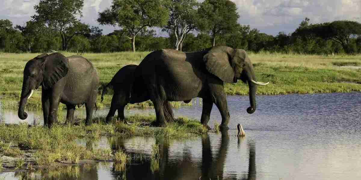 Zimbabwe safari tour packages 2025/2026