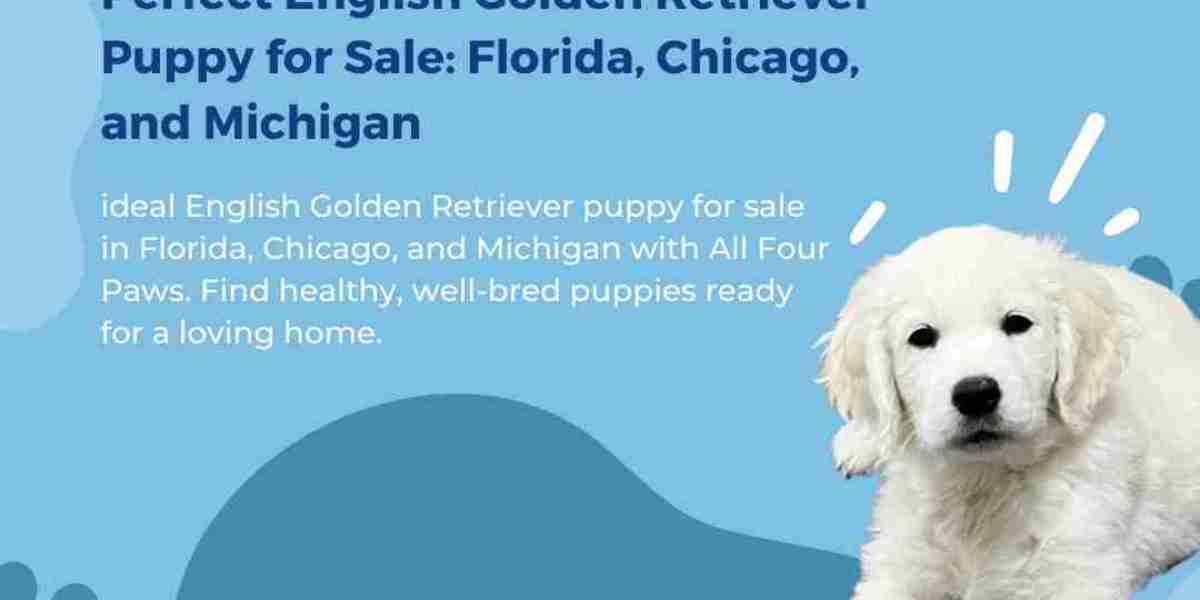 European Champion English Golden Retrievers for Sale in Florida & Indiana