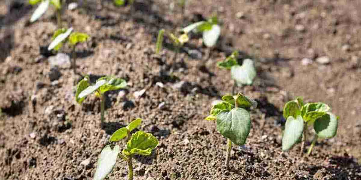 Cucumber Seedlings