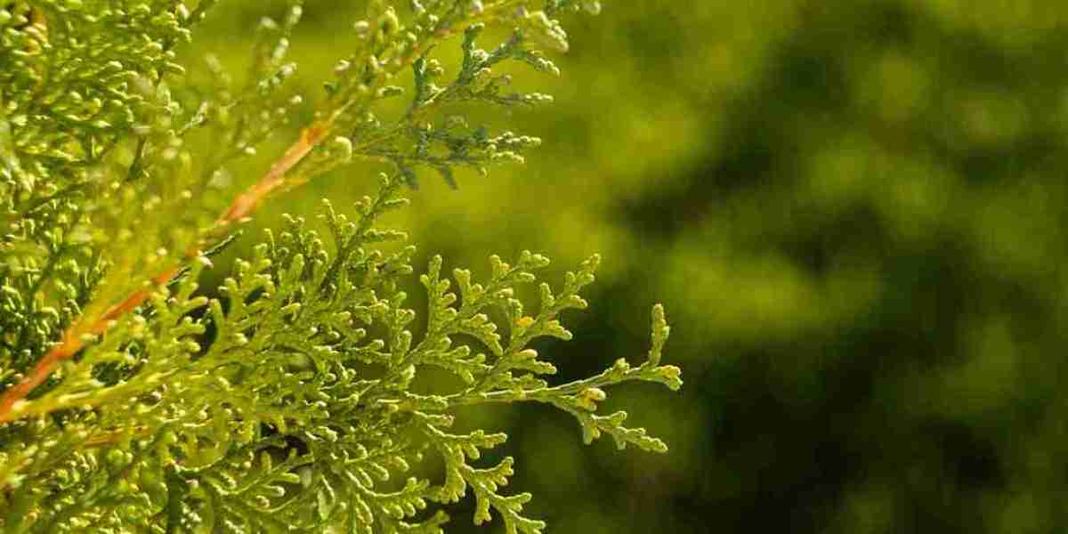 Transform Your Landscape with Arborvitae Green Giant for Sale