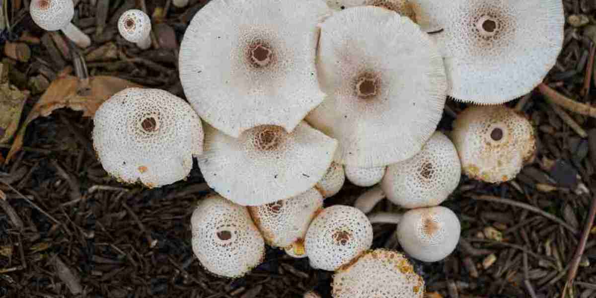 Mycelium Market Opportunities: Profitable Innovations Driving Sustainable Growth and Diverse Industry Applications