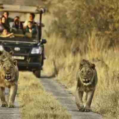 4 Days South African Safari Tour in Kruger National Park Profile Picture