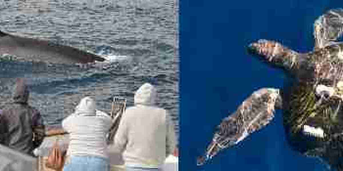 Dolphin and Whale Watching: A Wonderful Marine Encounter!