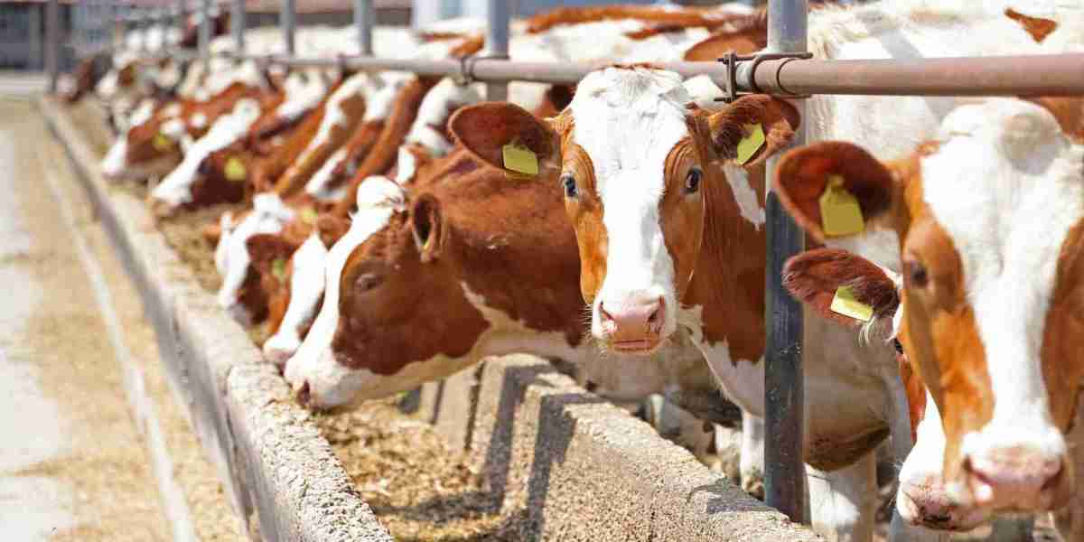 Cattle Feed Market: A Look at the Changing Dynamics of Livestock Nutrition