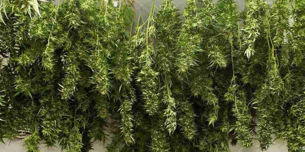 Understanding Hybrid Weed in Welby, Colorado Weed Dispensary