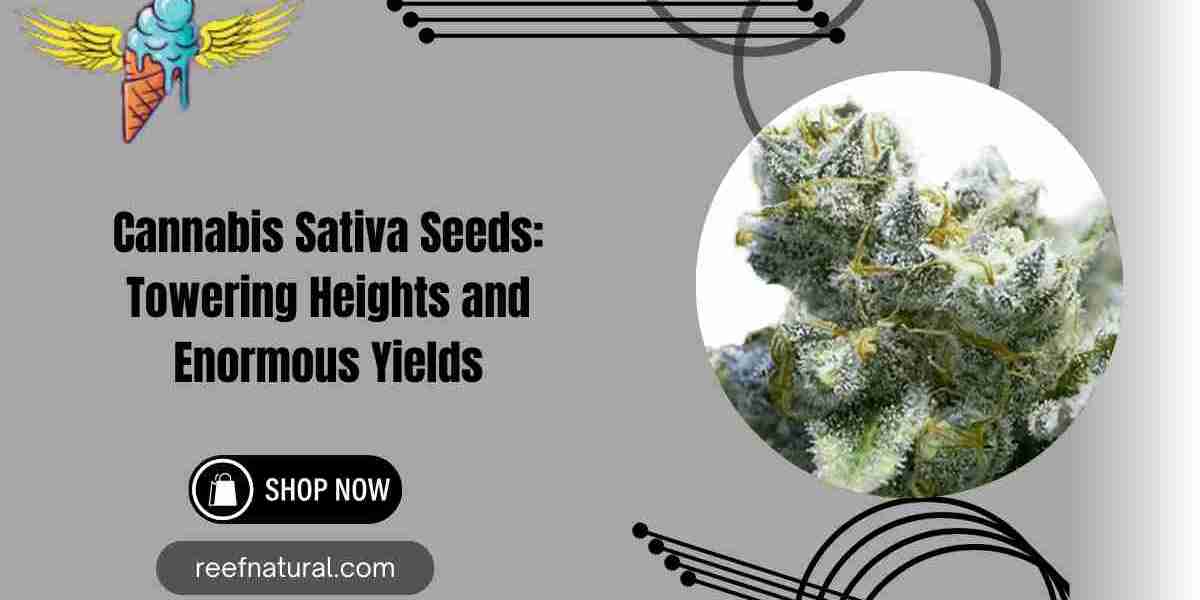 Cannabis Sativa Seeds: Towering Heights and Enormous Yields