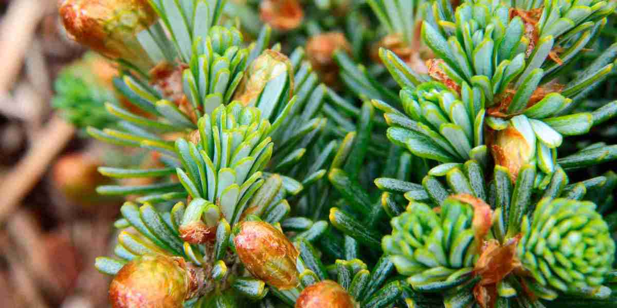 Fir Trees: Nature’s Evergreen Marvels