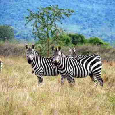 3 Days Akagera Big Five Safari and Boat Cruise on Rwanda Tour Profile Picture