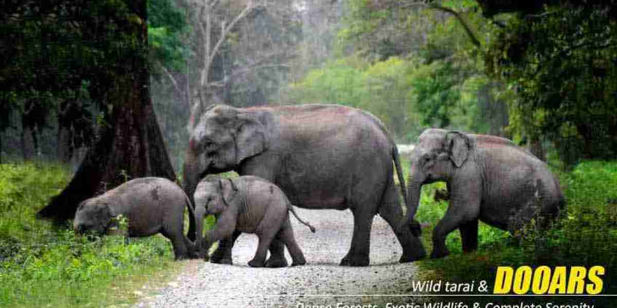 Dooars Tour with Jaldapara Elephant Safari: Discover the Rich Biodiversity