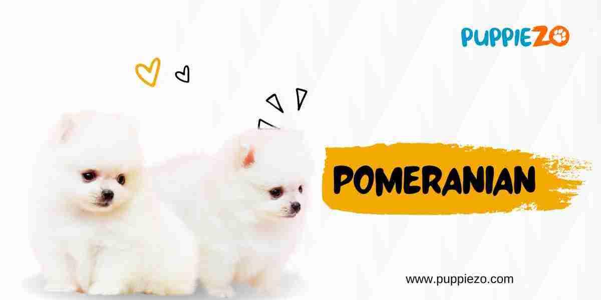 Pomeranian Dogs for Sale: Everything You Need to Know Before Bringing One Home