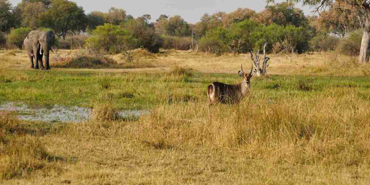 Top 5 Botswana safari packages to book in 2025