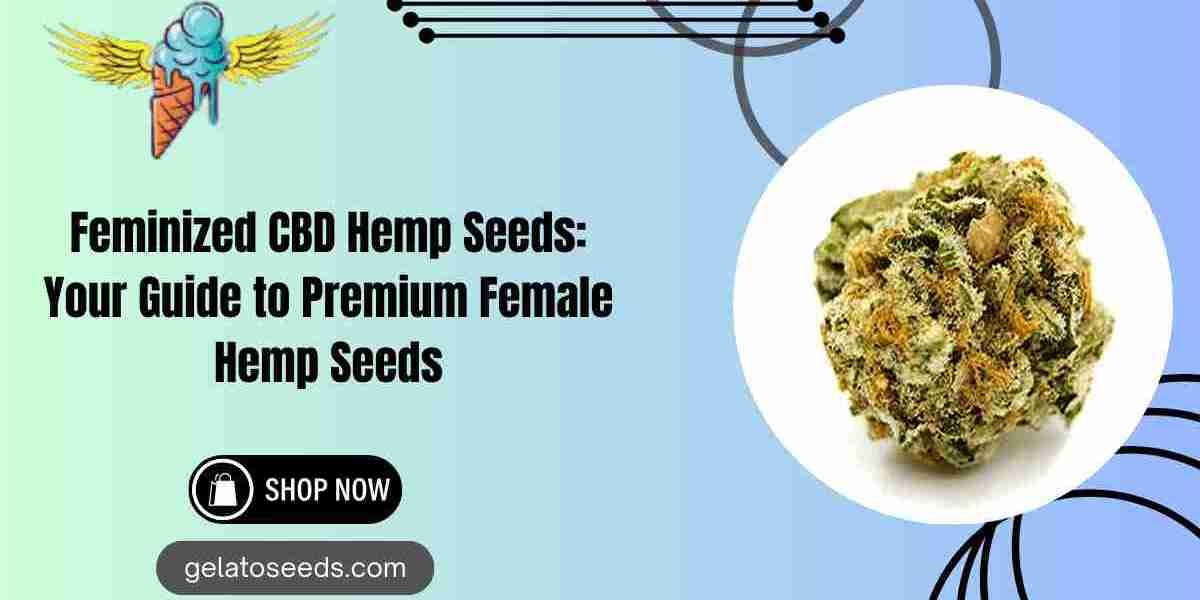 Feminized CBD Hemp Seeds: Your Guide to Premium Female Hemp Seeds