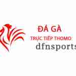 Đá Gà Trực Tiếp Thomo Hôm Nay