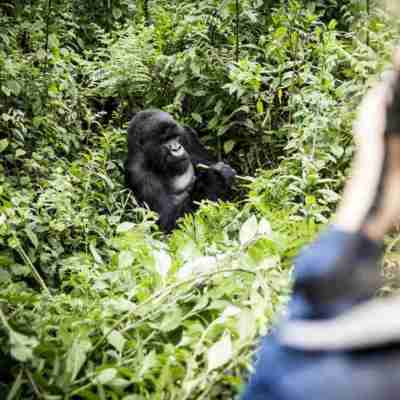 5 Days Gorilla Tracking Rwanda, Golden Monkeys and Lake Kivu Tour Profile Picture