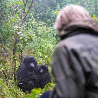 6 Days Rwanda Tour with Gorillas, Golden Monkeys and Lake Kivu Profile Picture