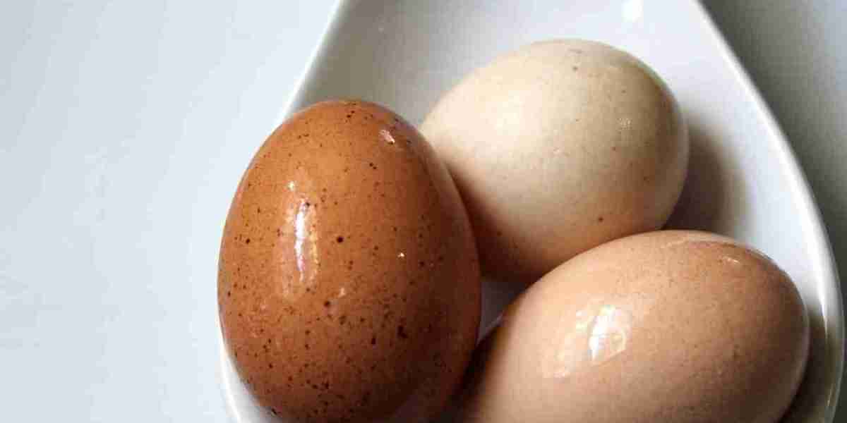 Pasteurized Eggs Market Scenario: Exploring Growth, Challenges, and Opportunities in the Global Market Landscape