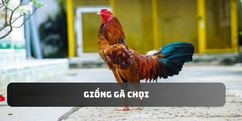 Giống Gà Chọi - Top Những Dòng Gà Được Ưa Chuộng Nhất