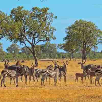 3 Days Zimbabwe Safari Combo with Victoria Falls and Hwange National Park Profile Picture