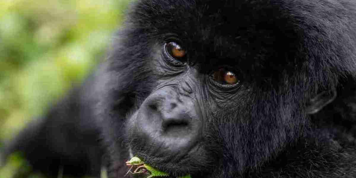 Africa's Most Accessible Gorilla Tracking Destination