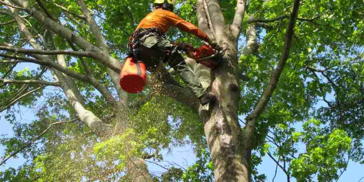 Why You Need Professional Tree Service