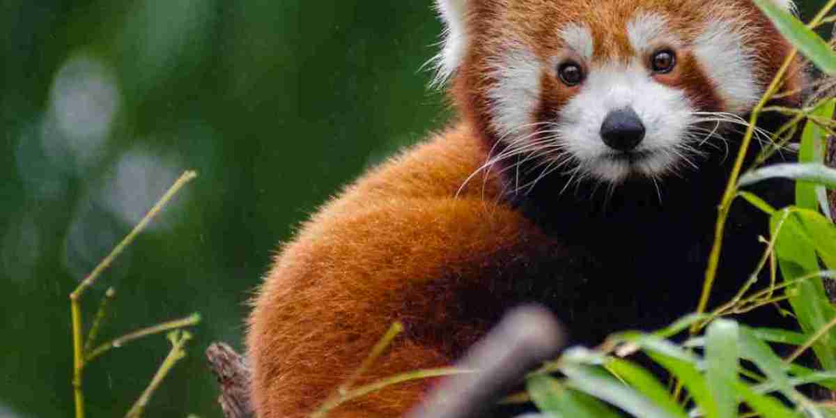 What Makes a Red Panda Safari Different from Other Wildlife Tours