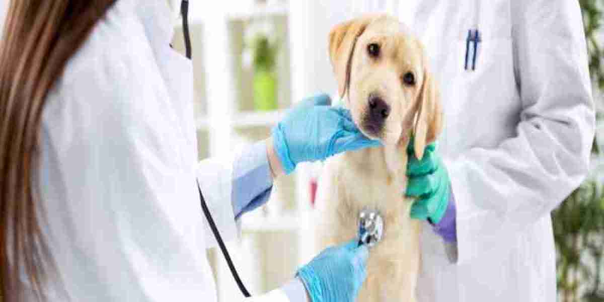 Veterinary Software Helping Veterinarians Manage Their Practices Efficiently