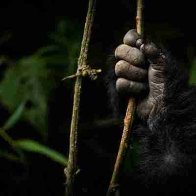 5 Day Rwanda Tour with Gorillas, Chimps and Akagera Big Five Profile Picture