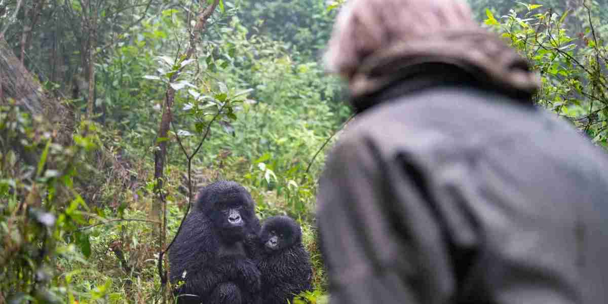 The Best Time to Go for Gorilla Tracking Rwanda