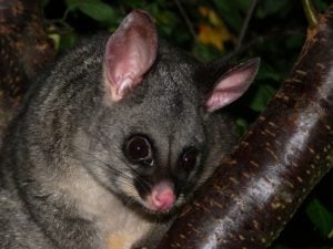 Possum Removal Epping, Possum Pest Control Richmond